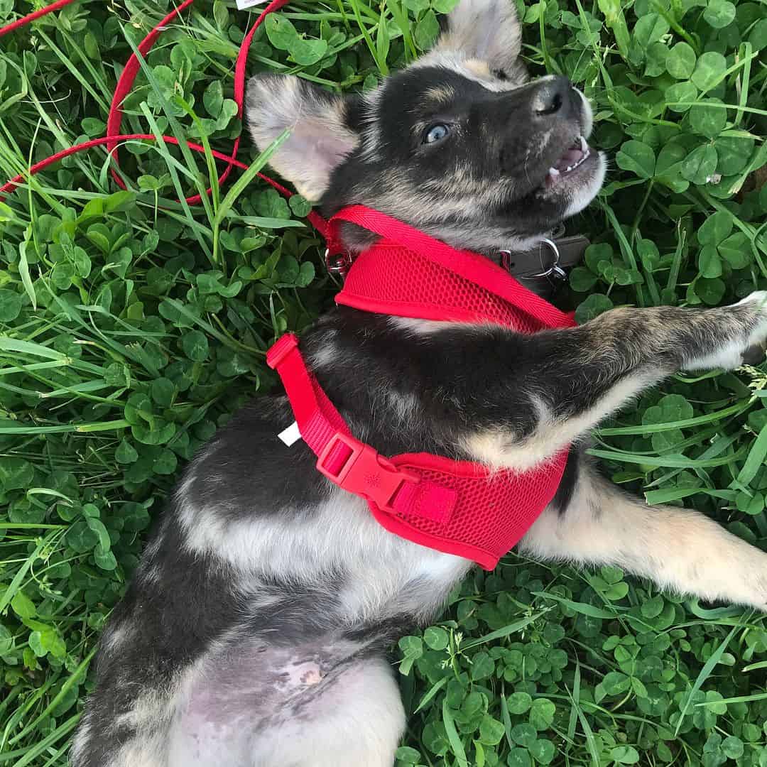 Cruce Blue Heeler y Elkhound Noruego