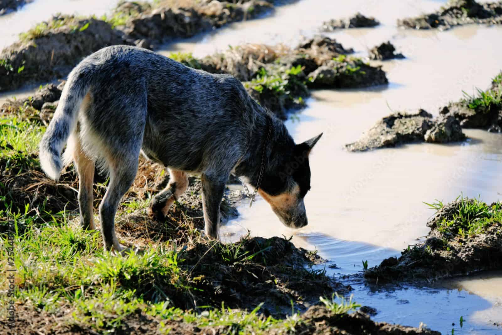 Blue Heeler bebiendo agua