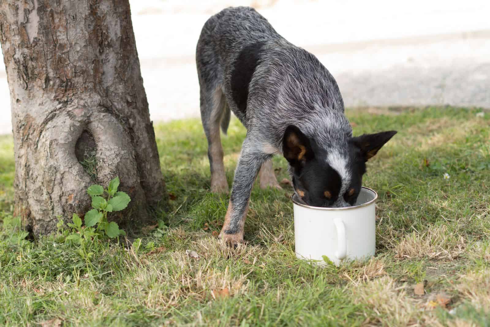 Blue Heeler comiendo de un tazón al aire libre