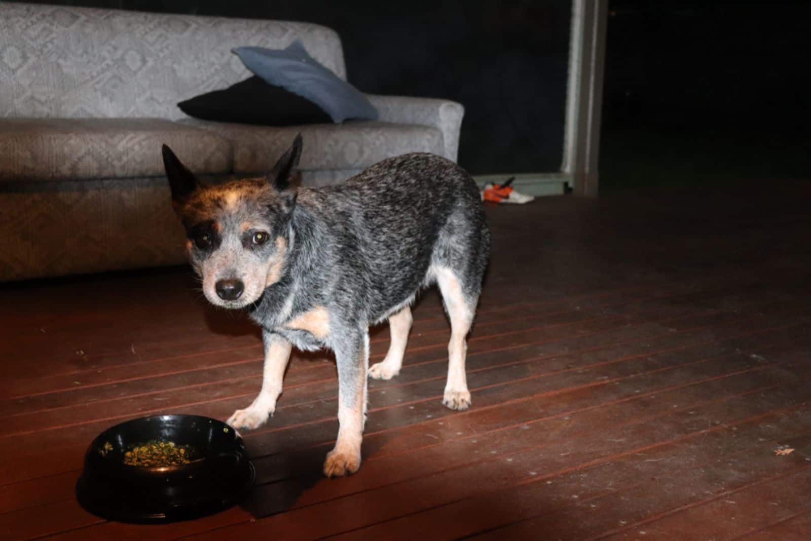 Blue Heeler junto al tazón de comida