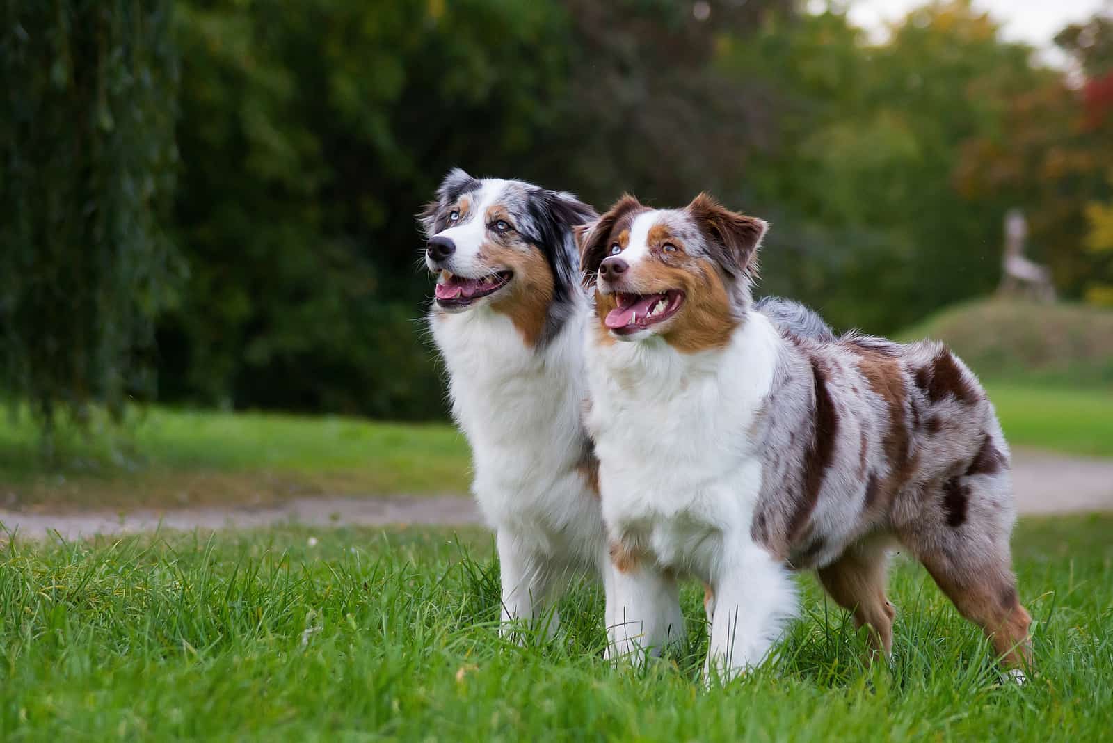 Perros Pastor Australiano Merle Azul parados al aire libre