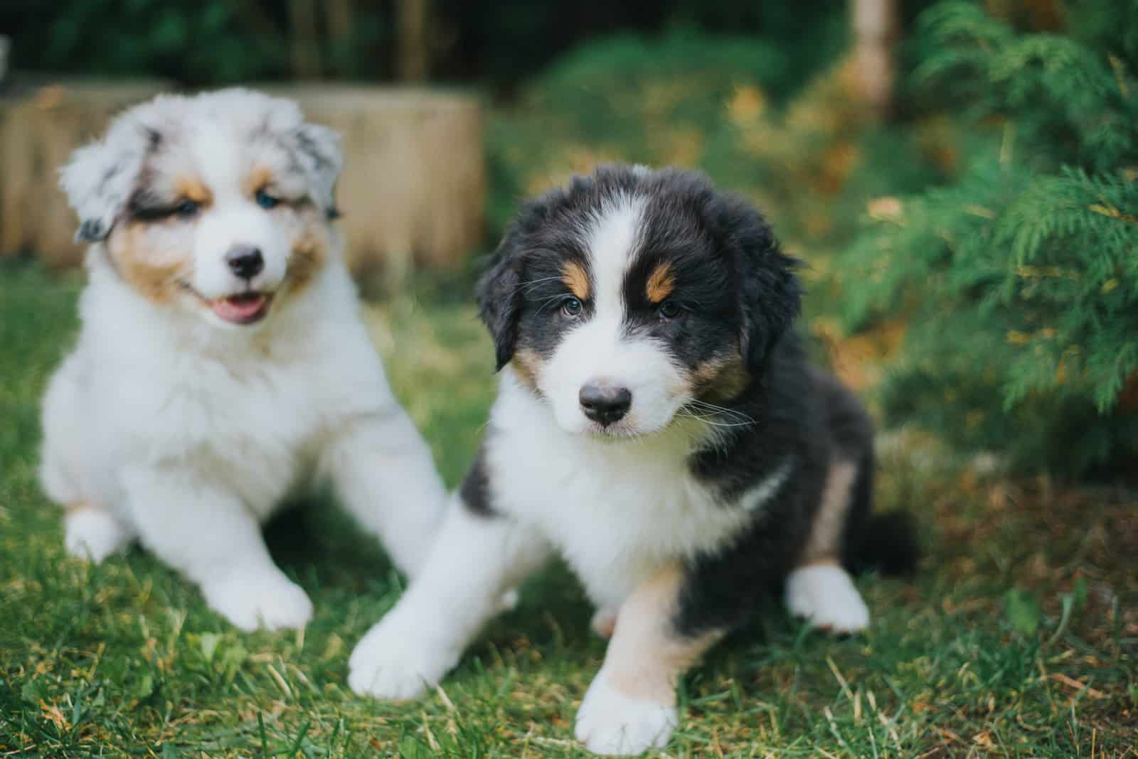 Cachorros Merle Azul de Pastor Australiano acostados en el césped