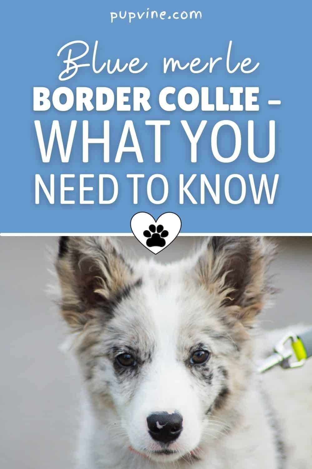 Border Collie Merle Azul – Lo que necesitas saber