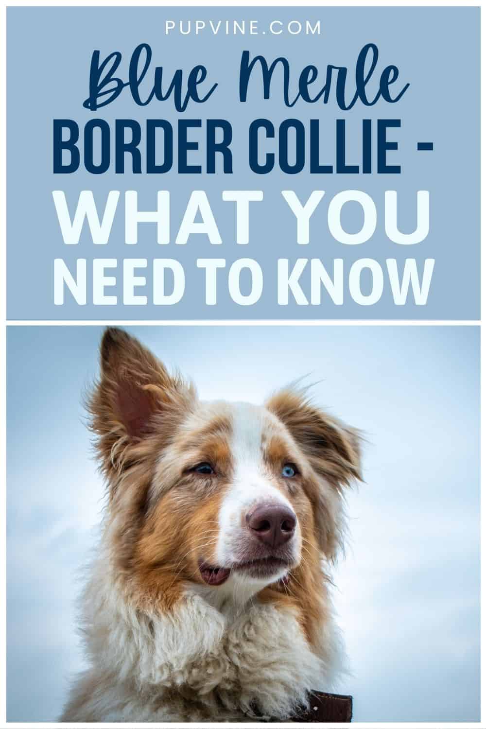 Border Collie Merle Azul – Lo que necesitas saber
