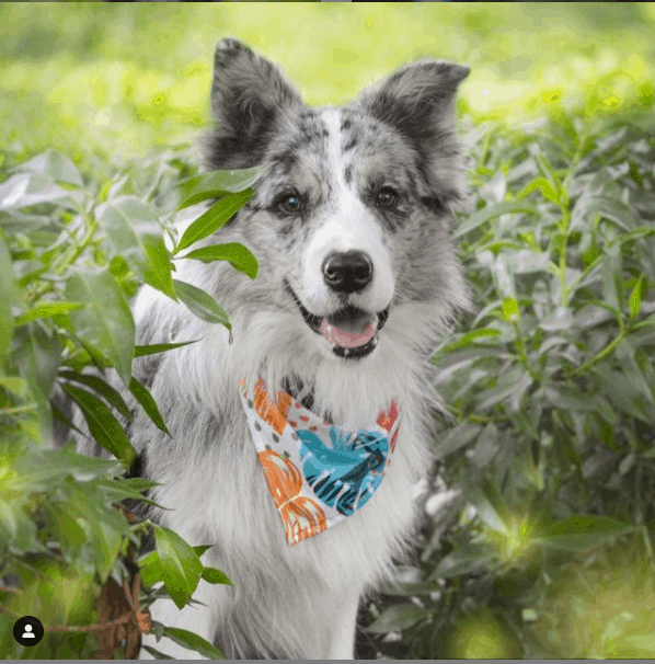 Border Collie Merle Azul al aire libre