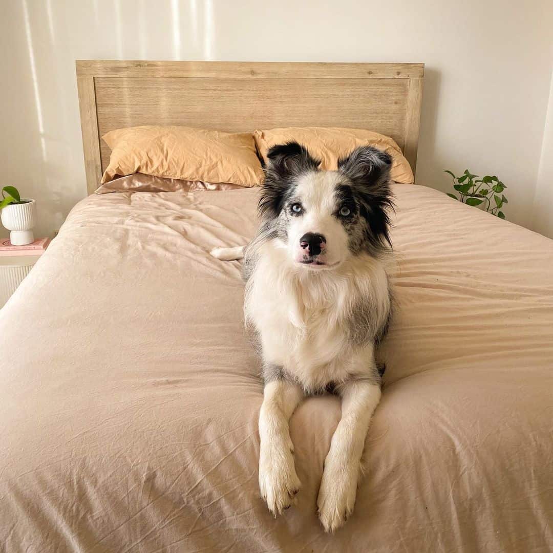 Perro Border Collie Blue Merle