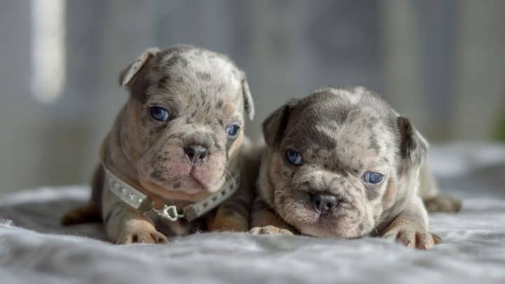 Cachorros de Bulldog Merle Azul