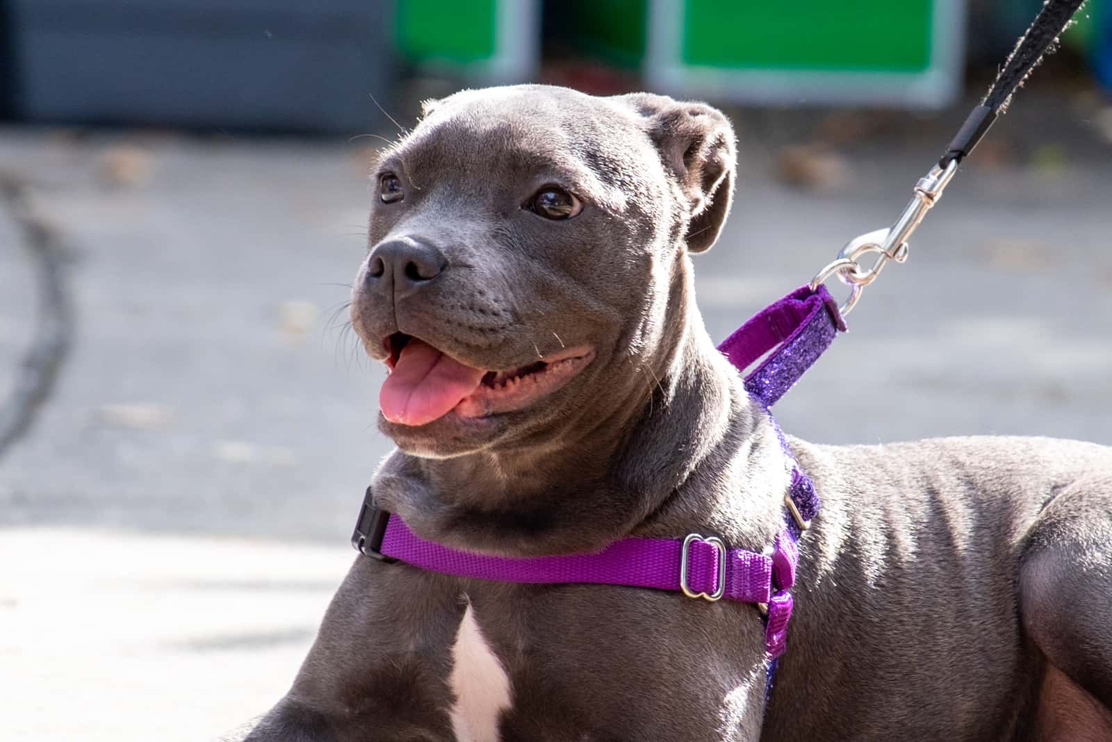 cachorro pitbull de nariz azul con un collar púrpura