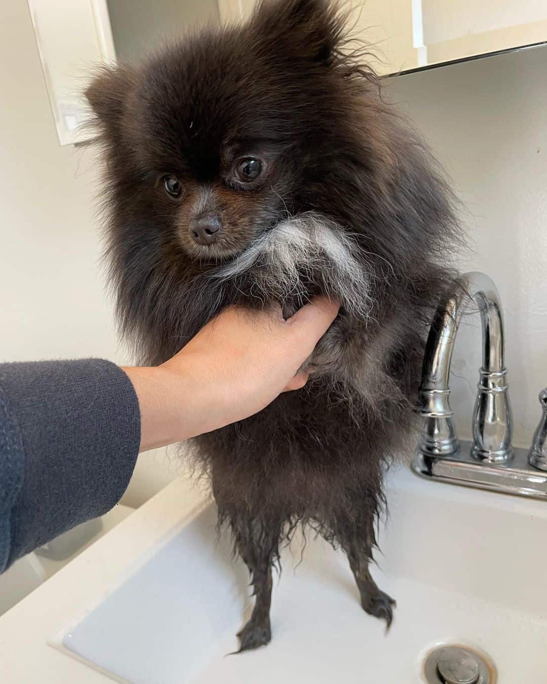 Pomerania Azul toma un baño
