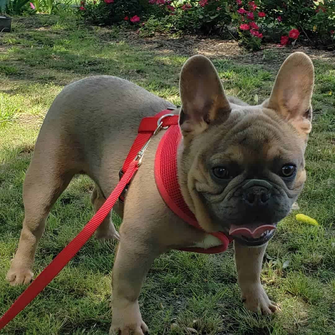 Bulldogs Franceses Azules Sable