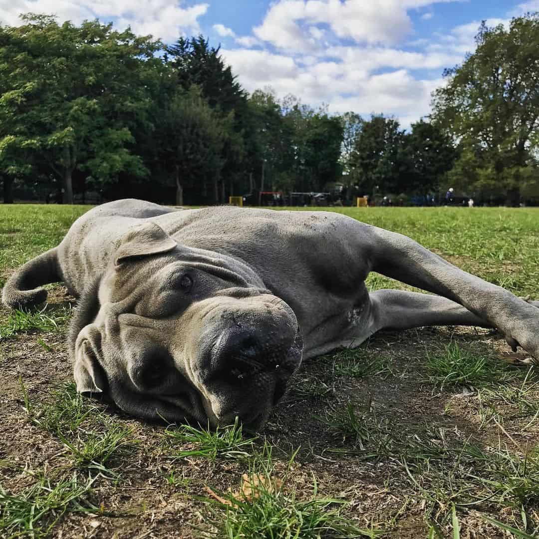 Shar-Pei Azul acostado al aire libre