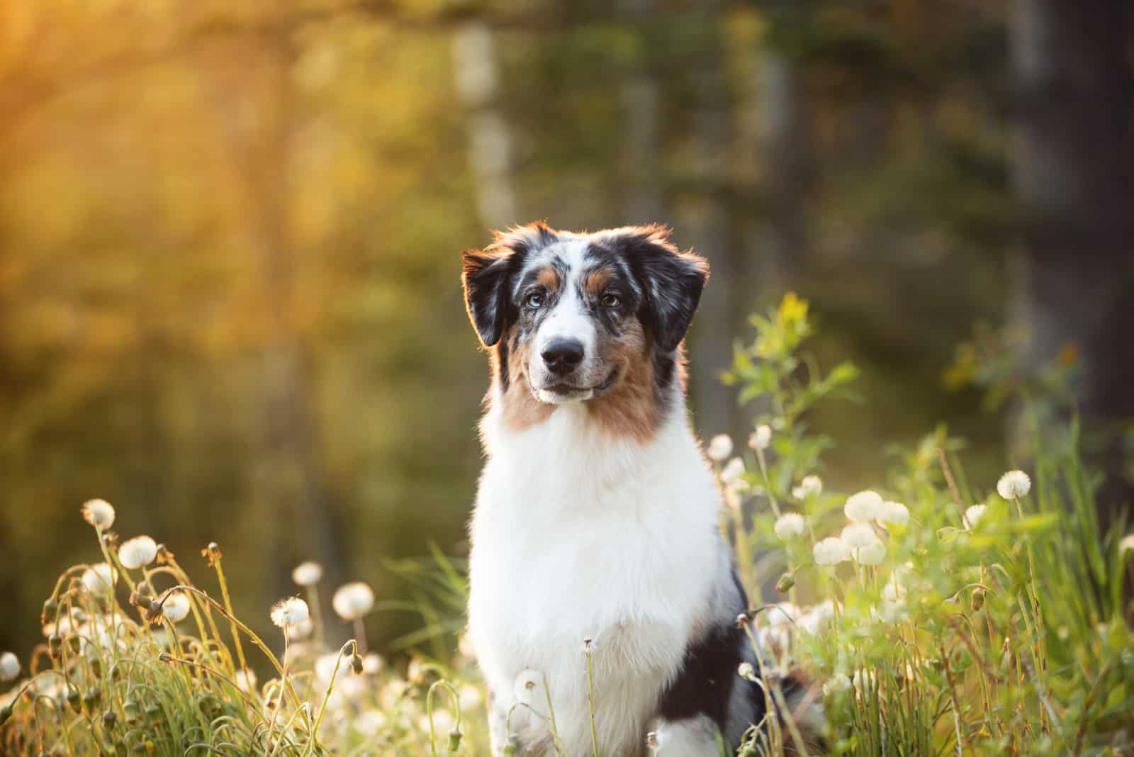 Perro pastor australiano merle azul en el bosque al atardecer
