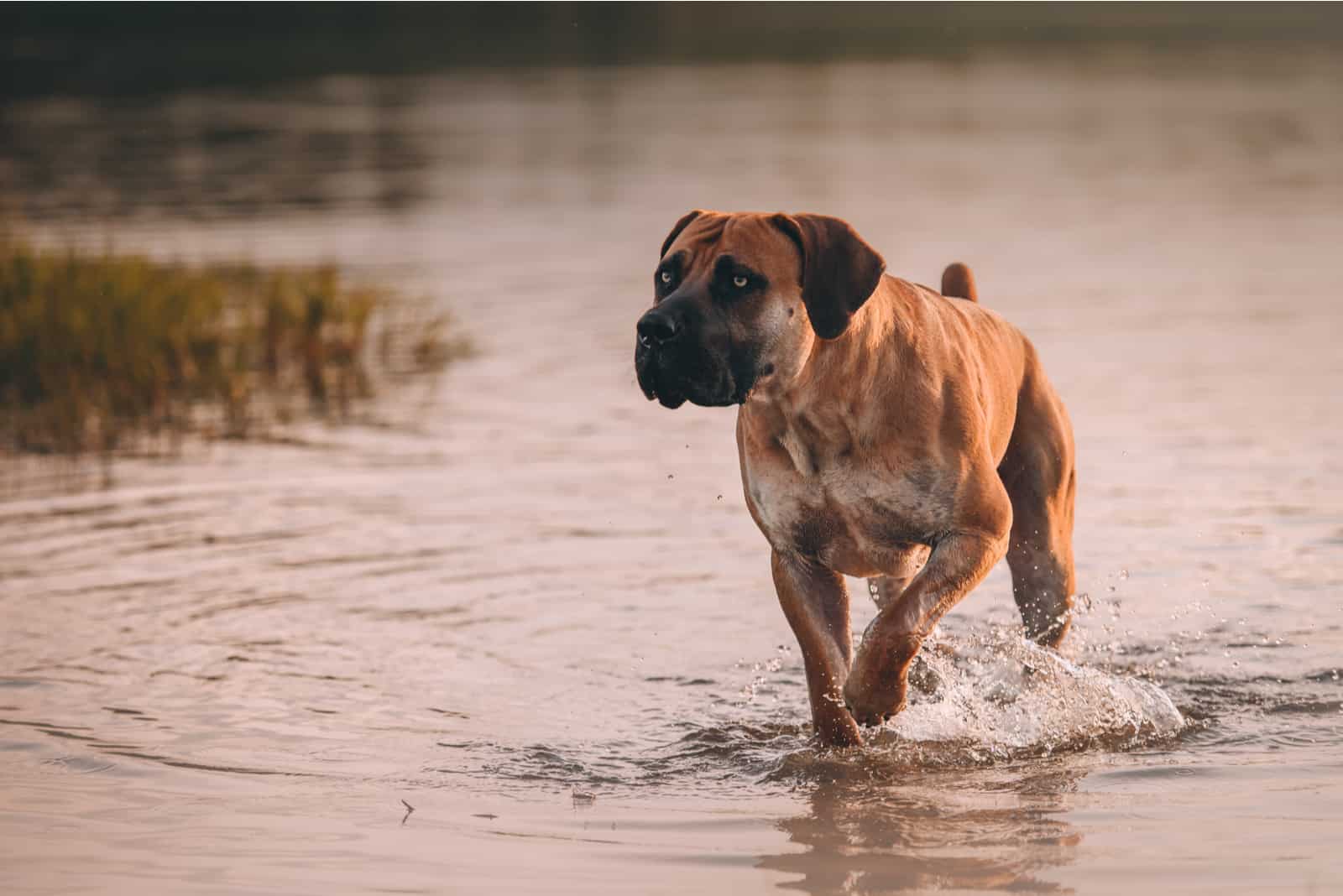 Perro Boerboel caminando en el agua