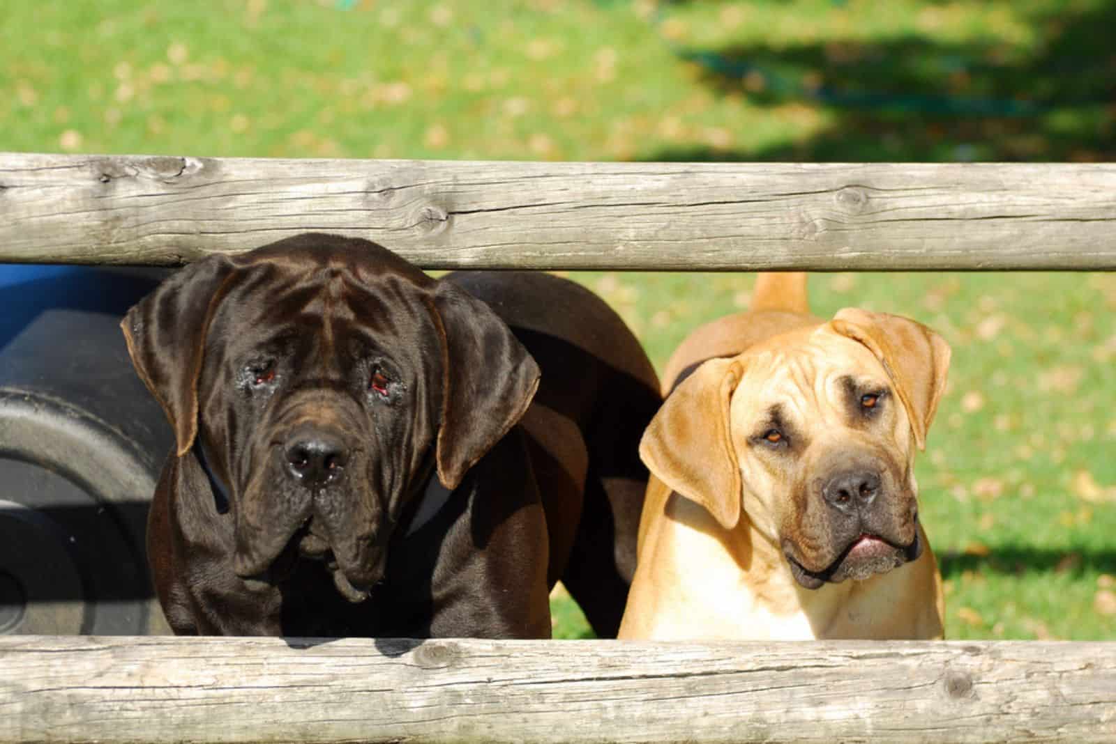 Perros Boerboel con una expresión facial alerta y bonita detrás de una cerca