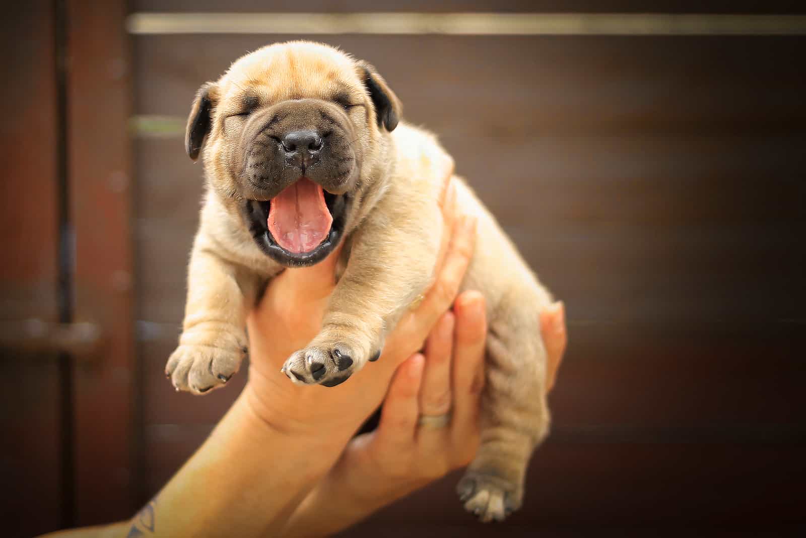 Cachorro Boerboel en manos humanas