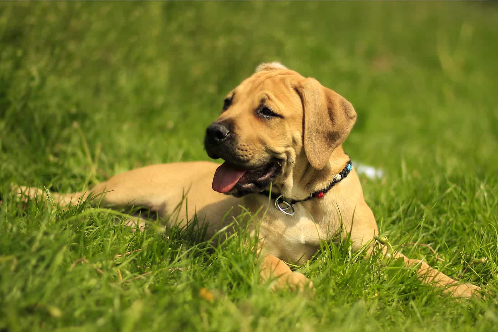 Cachorro Boerboel acostado en el césped