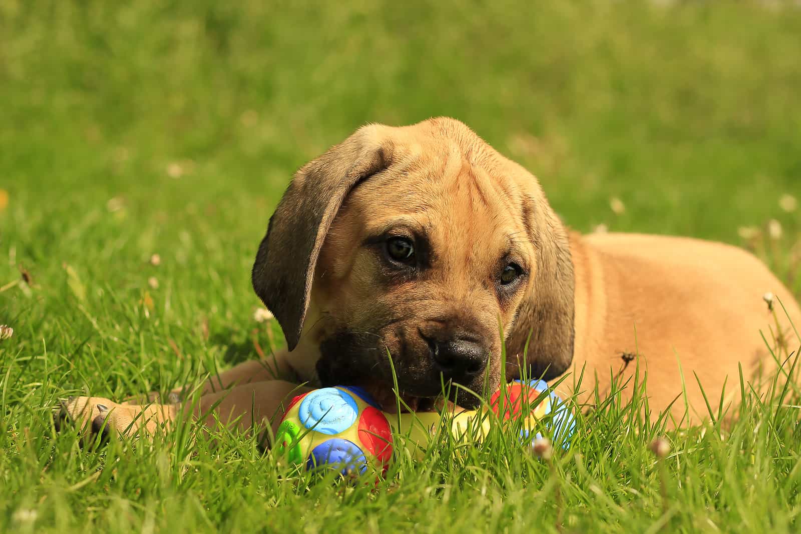 Cachorro Boerboel jugando con una pelota en el césped