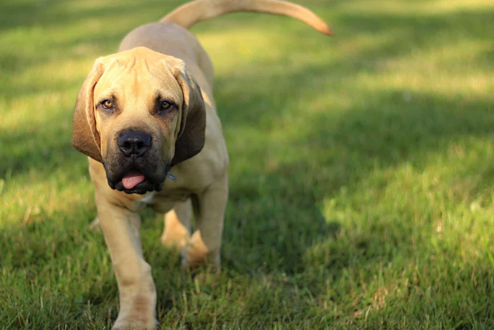 cachorro de Boerboel caminando sobre la hierba