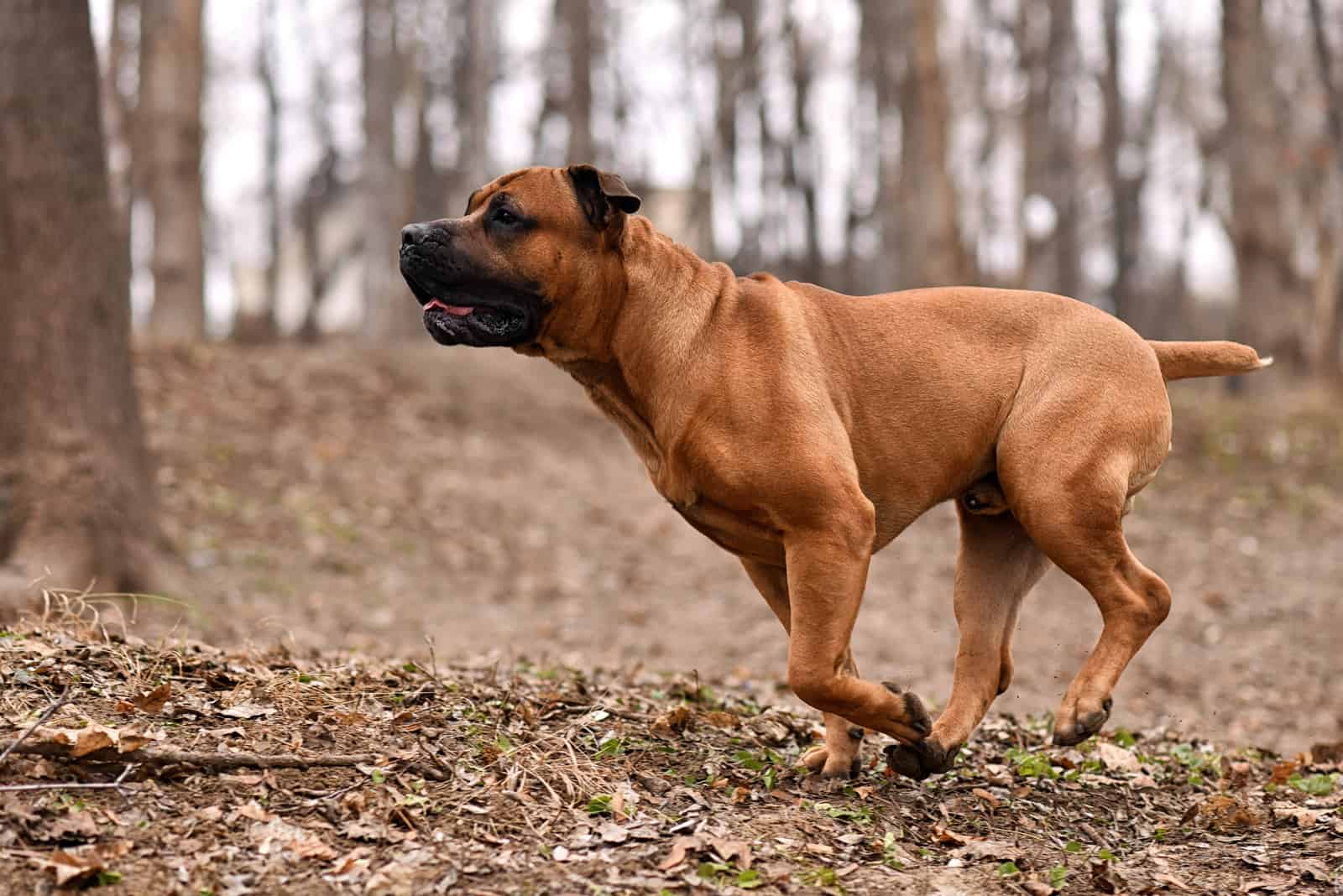 Boerboel corriendo en el bosque