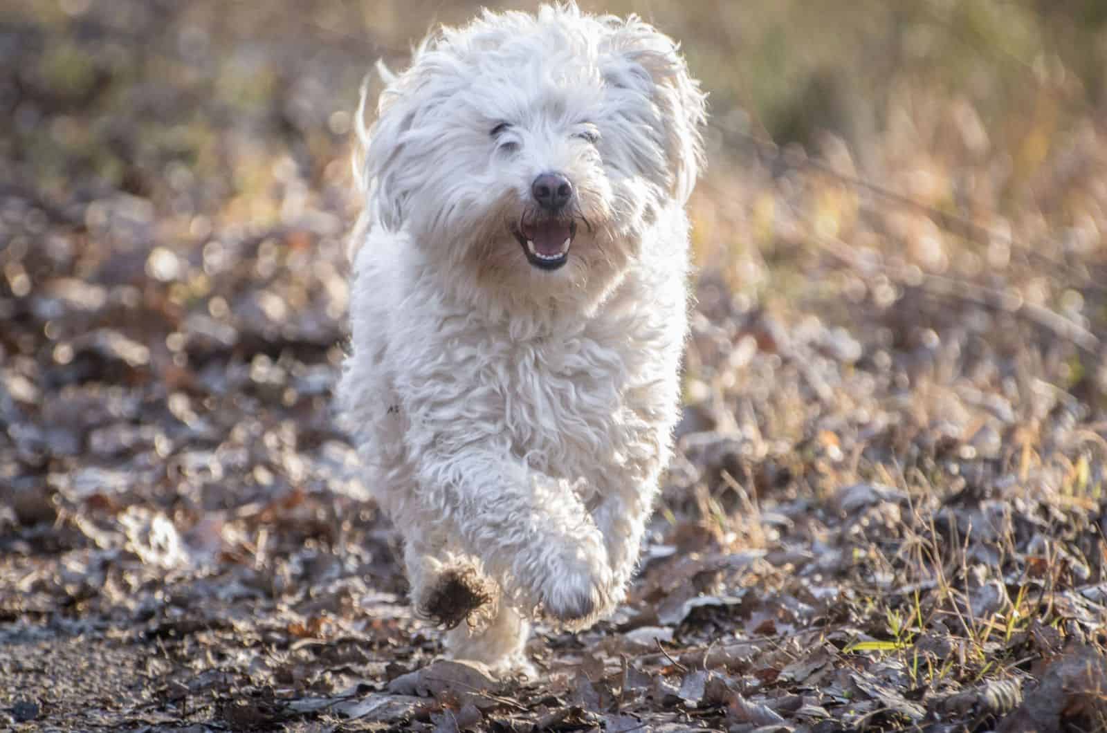 perro boloñés corriendo