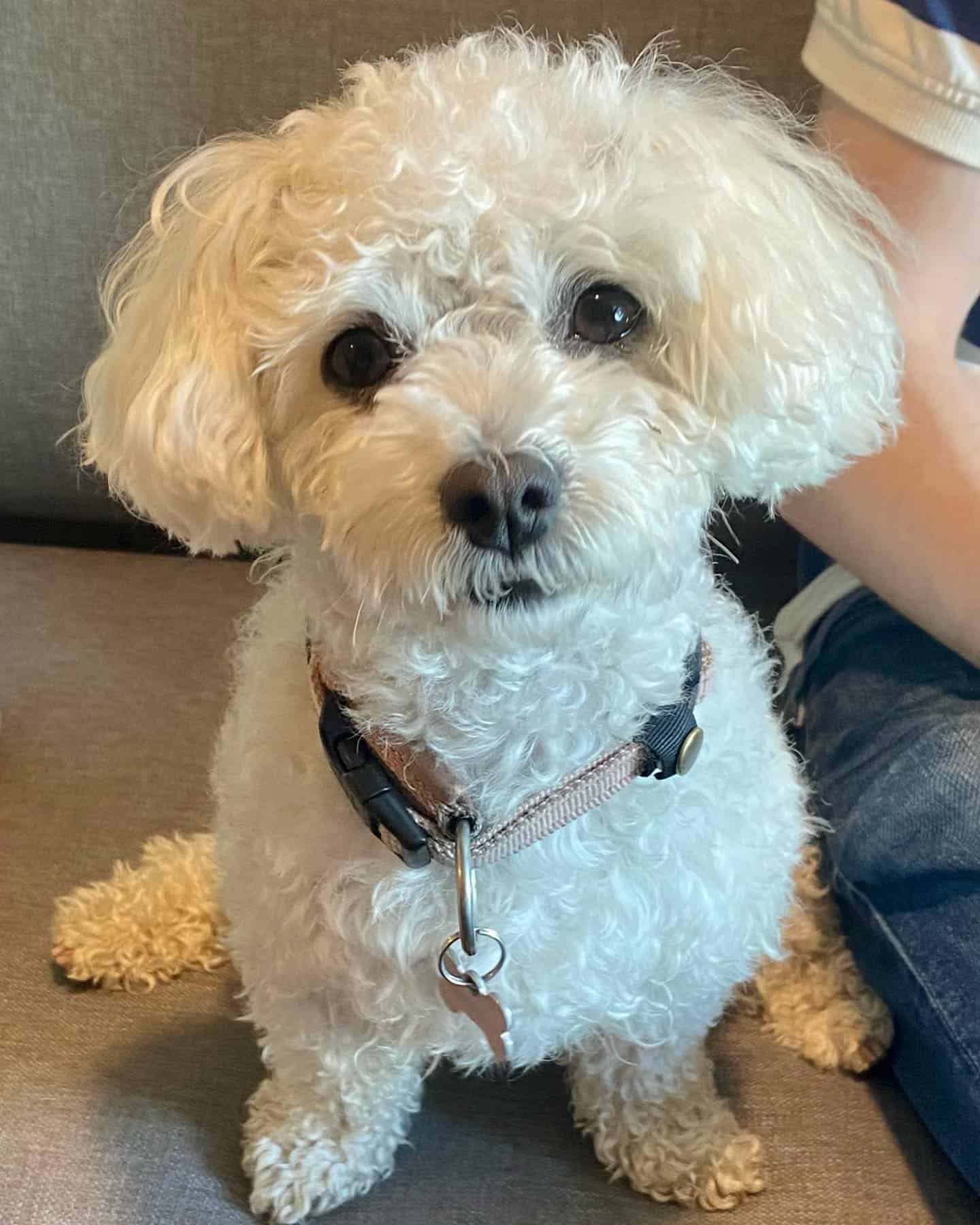 Perro Boloñés