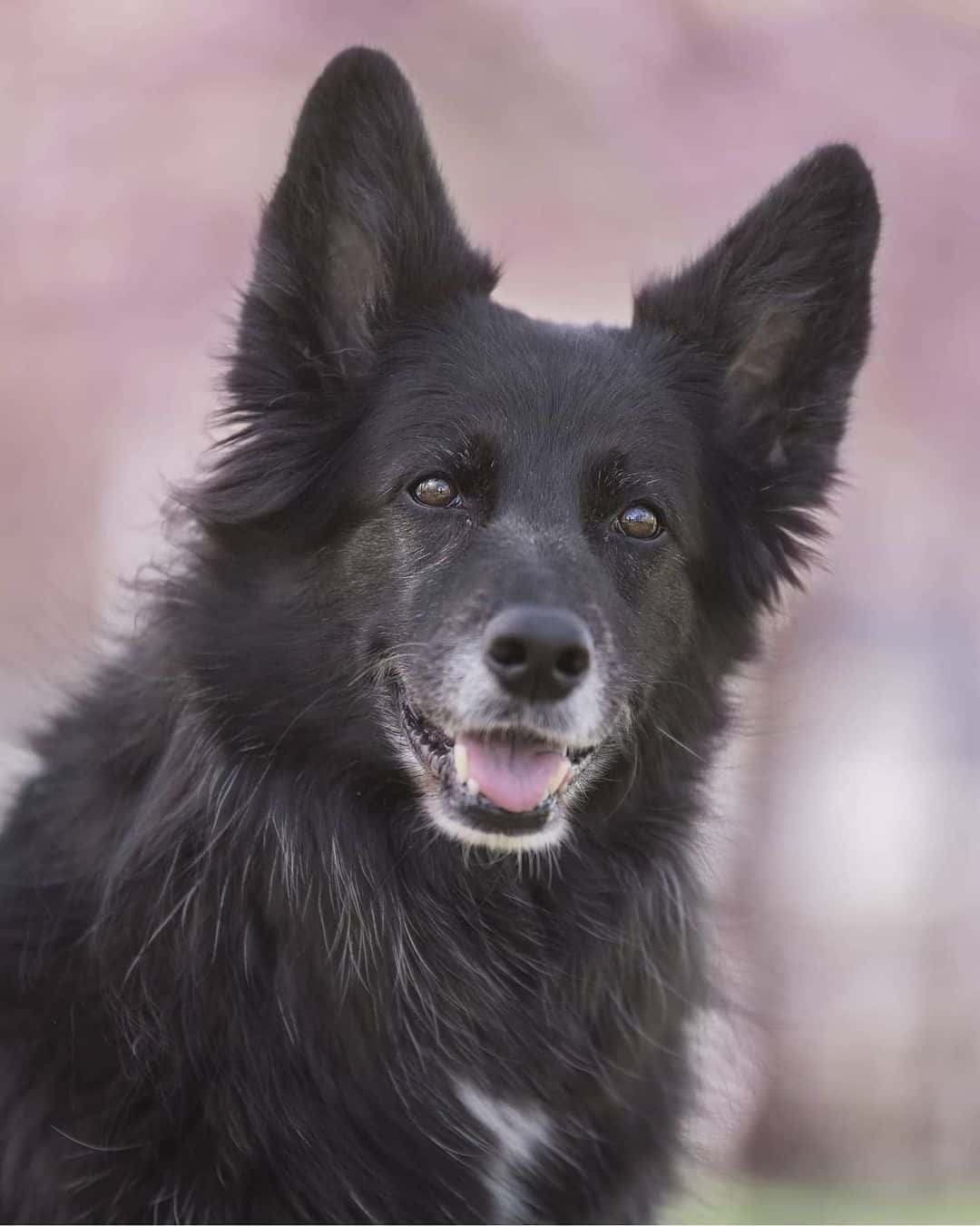 Perro mezcla de Border Collie y GSD