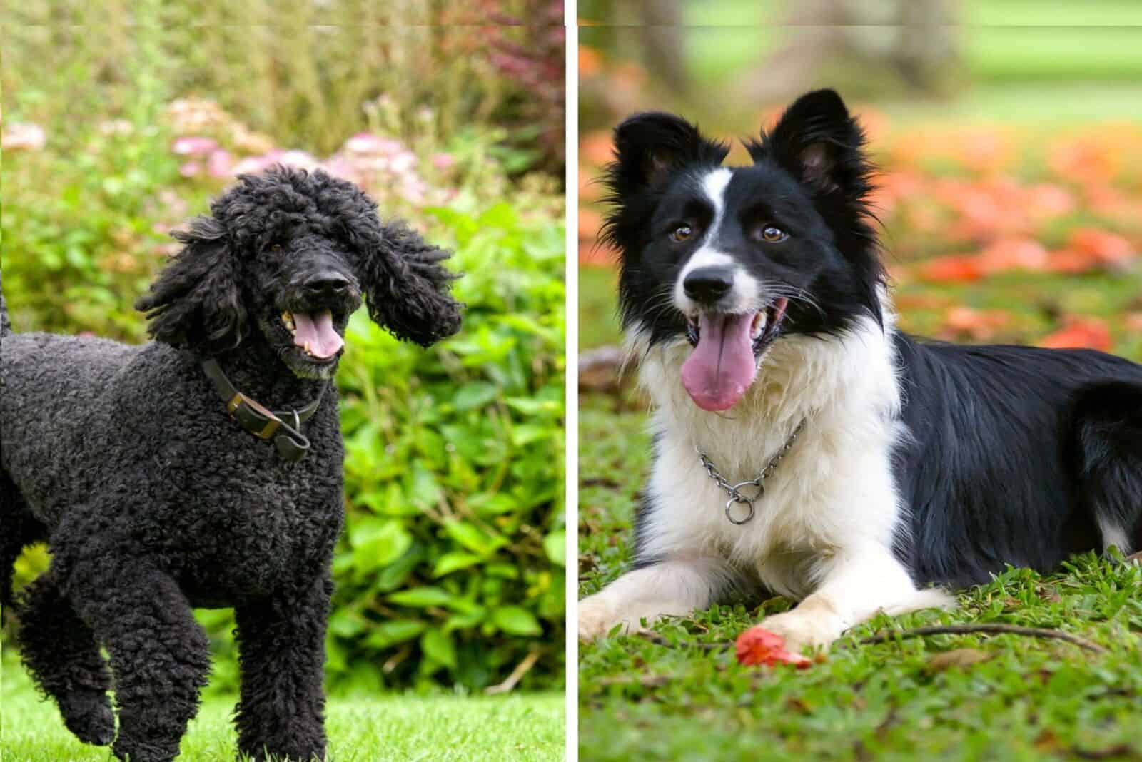 Border Collie y poodle estándar