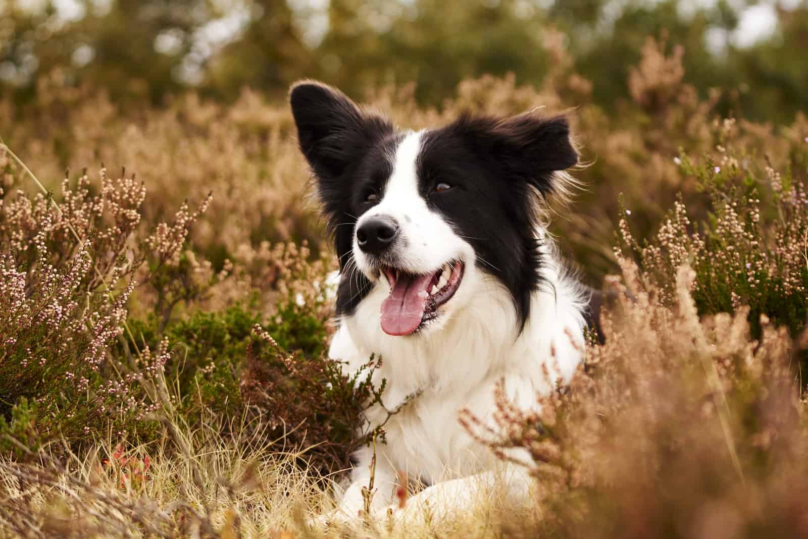 Border Collie en brezo