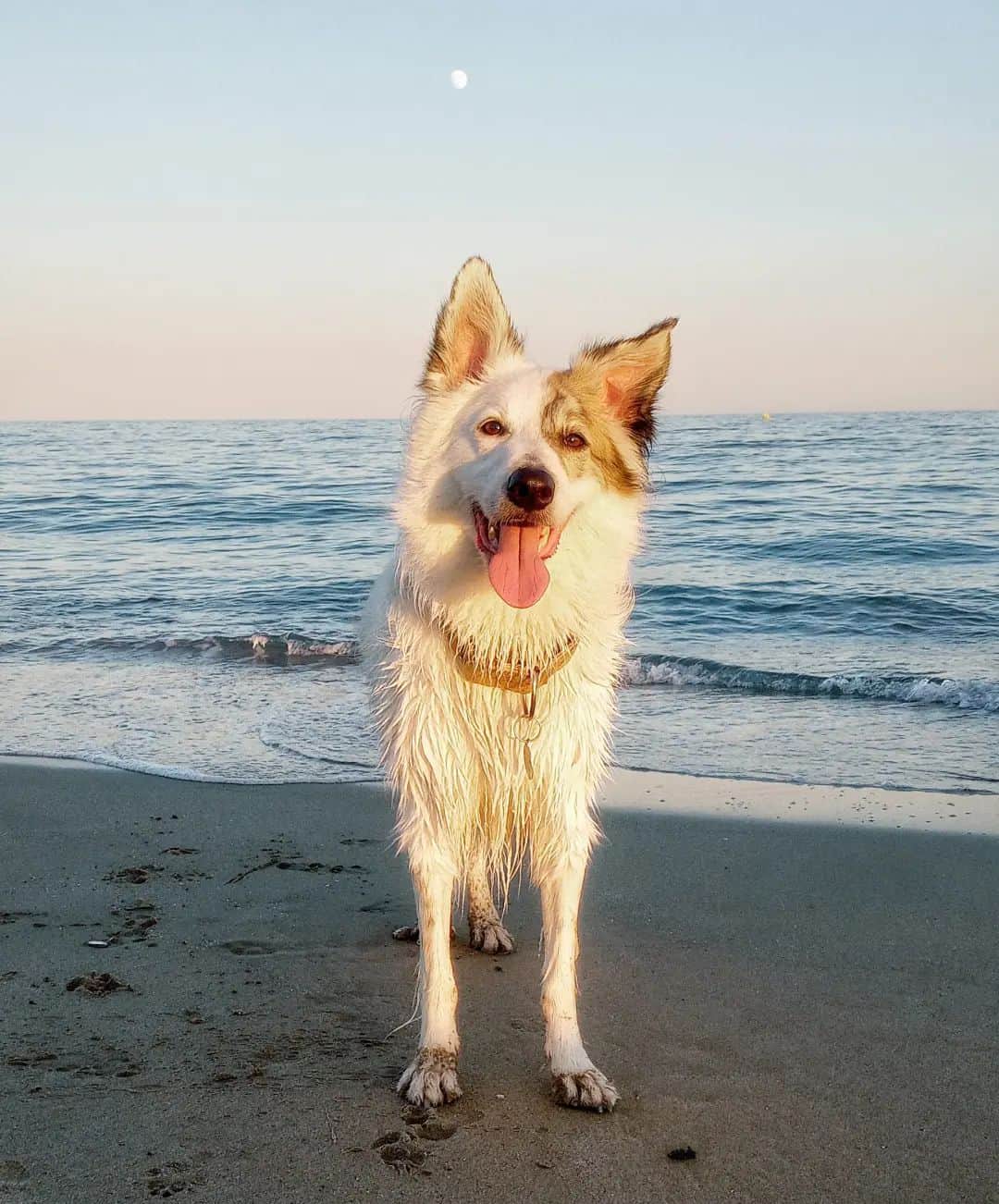 Border Collie en la playa