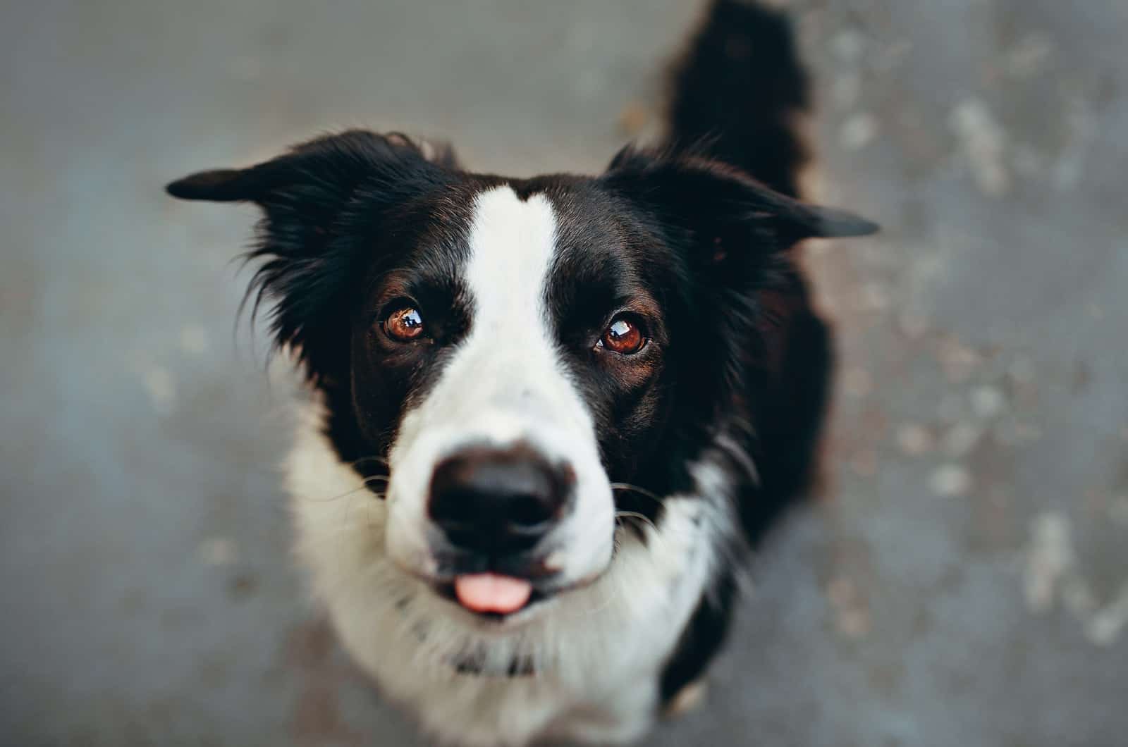 Border Collie mirando hacia arriba