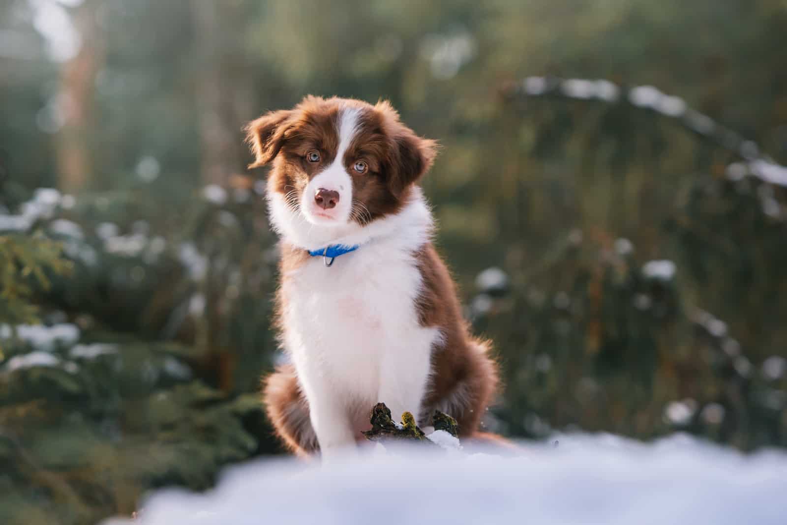 Border collie sentado en la nieve en el bosque de invierno