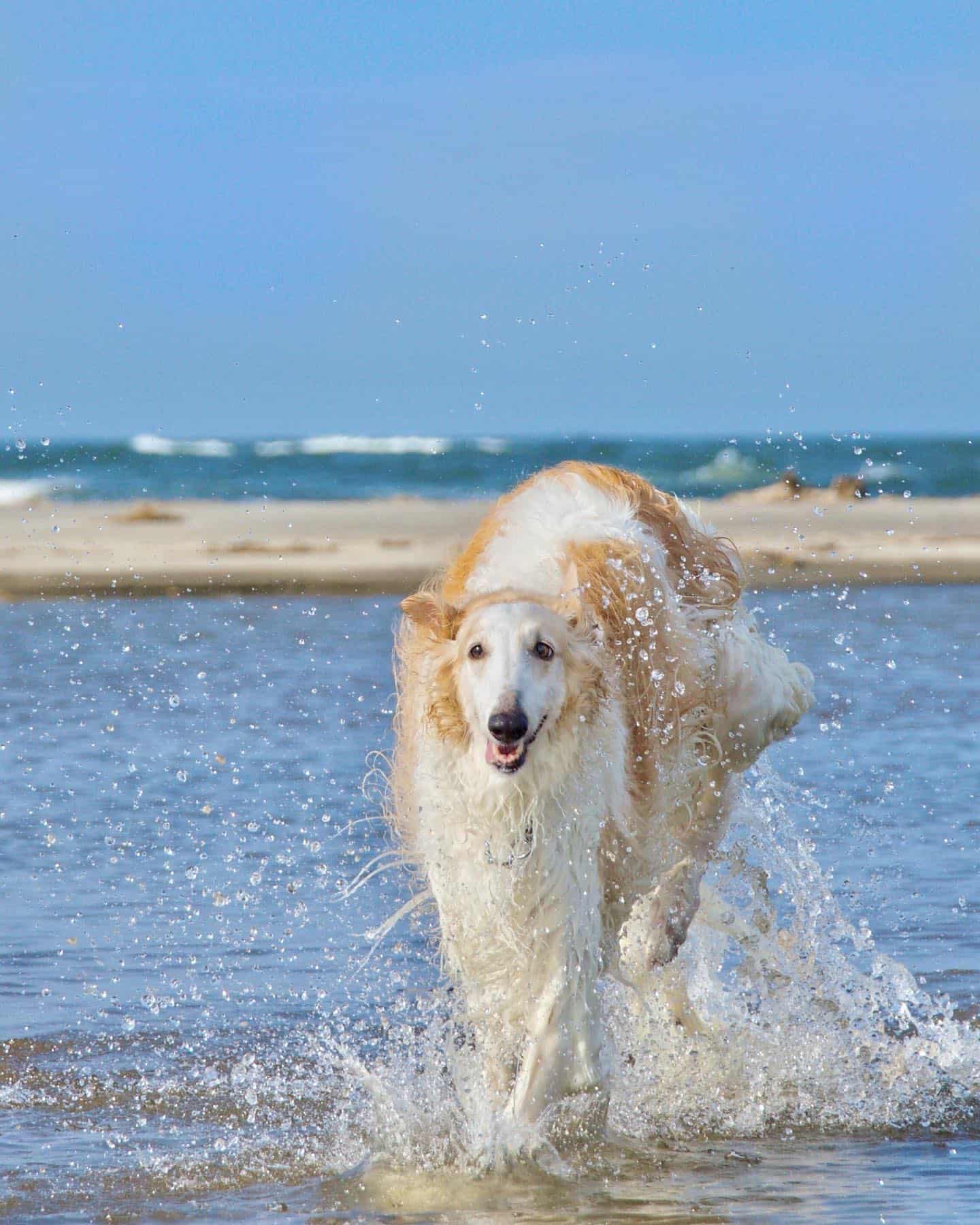 Perro Borzoi corriendo en el agua