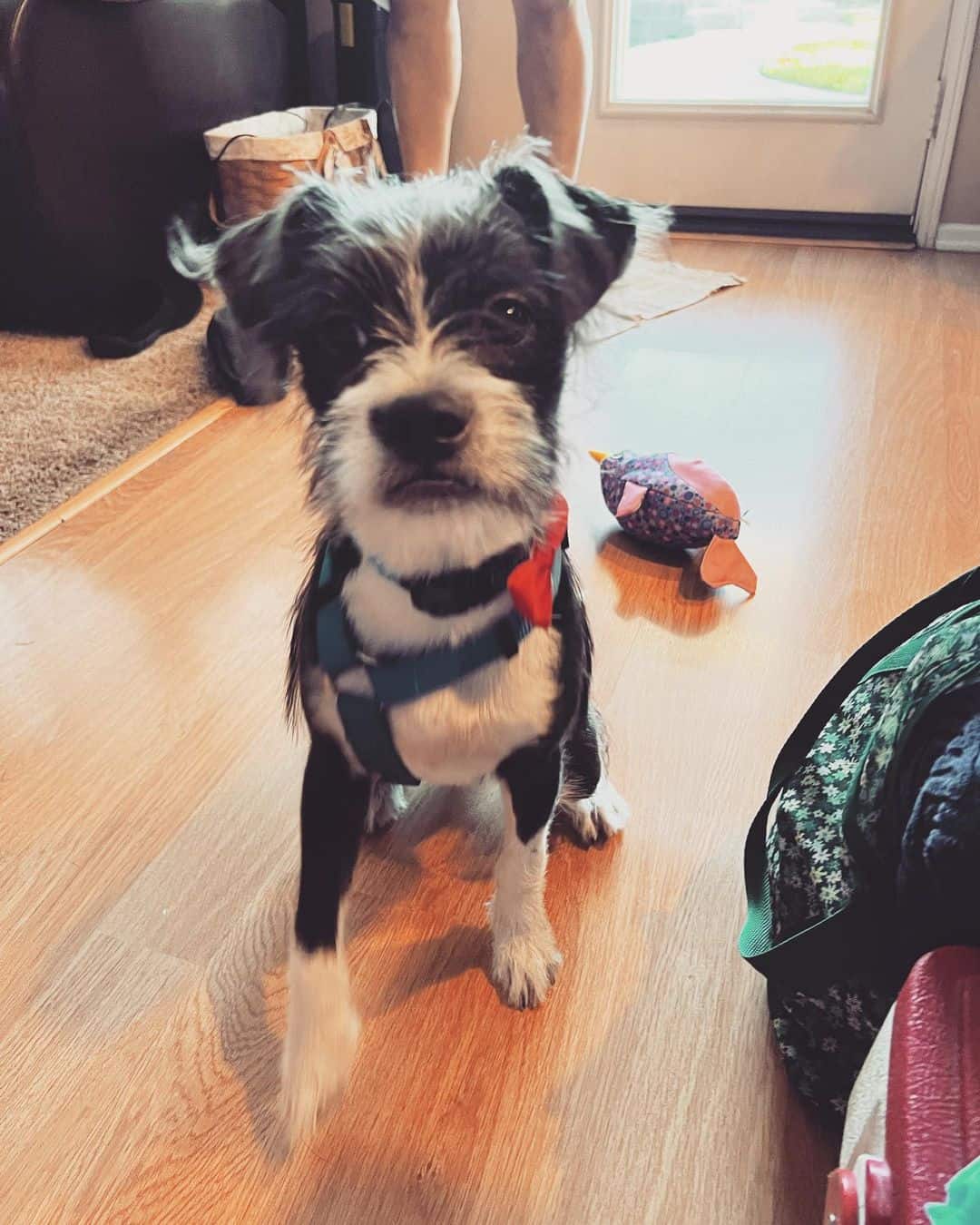 Bossi-Poo sentado en el suelo en casa