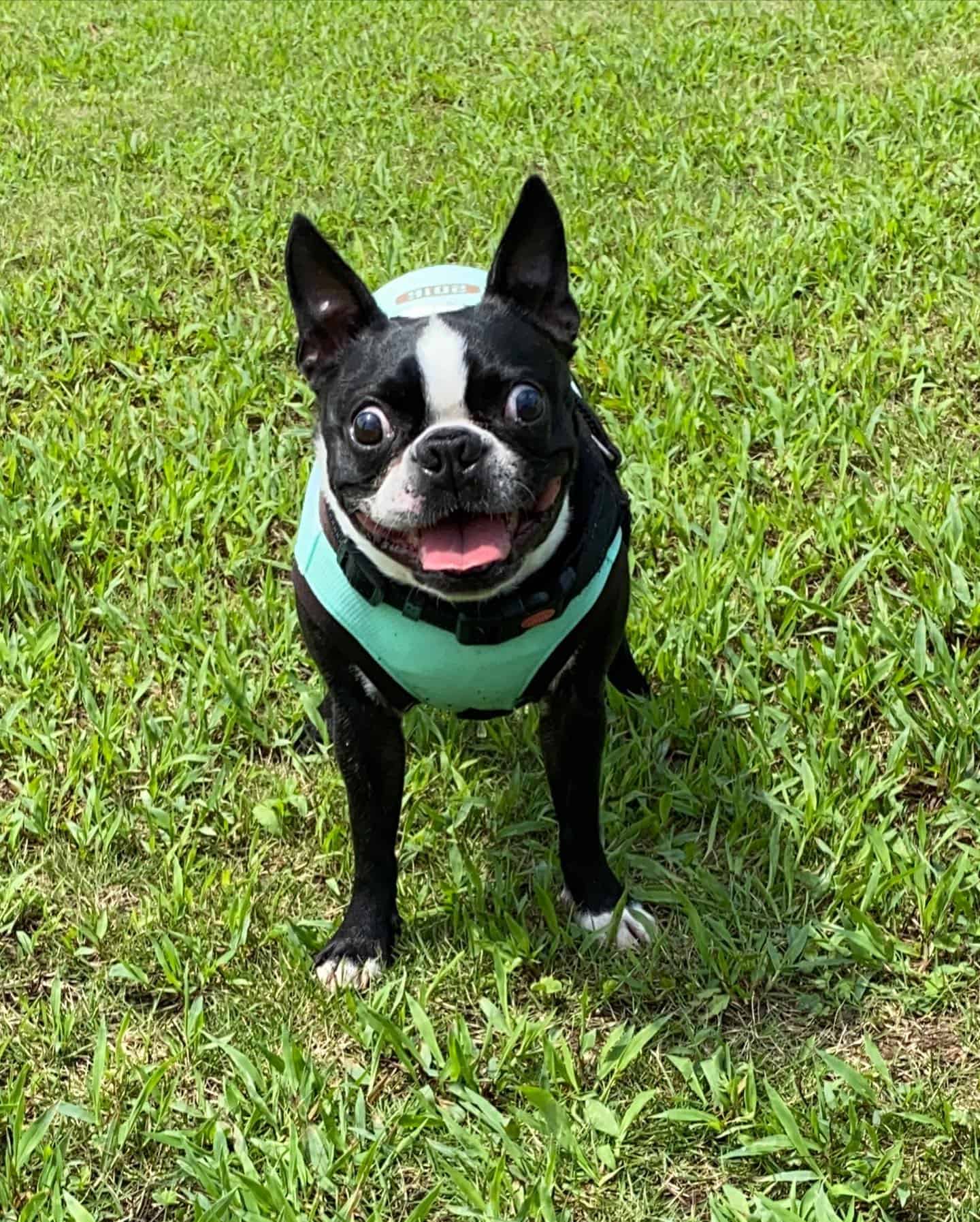 Perro Boston Terrier