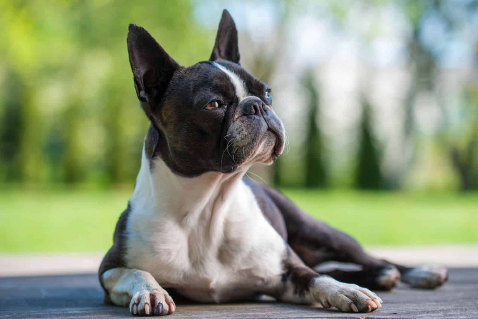 Perro Boston Terrier acostado al aire libre