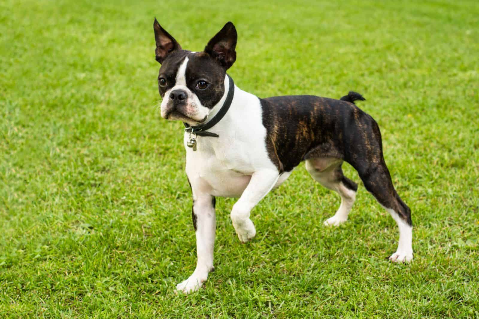 Boston Terrier en el fondo verde