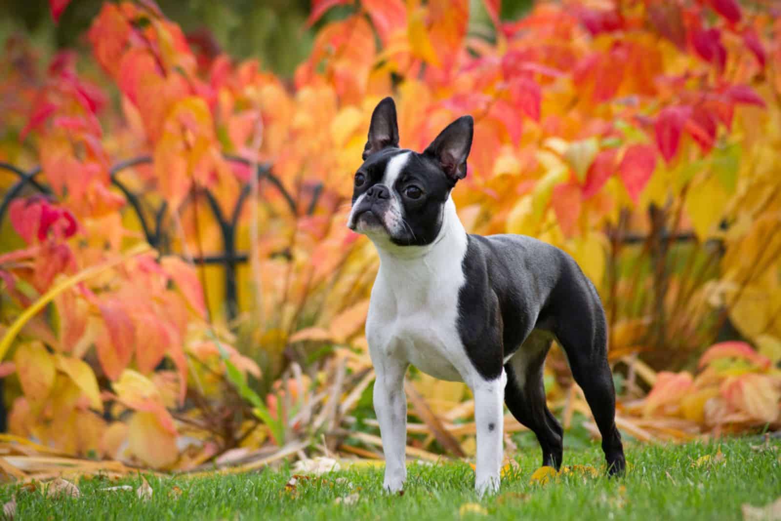 Perra Boston Terrier afuera