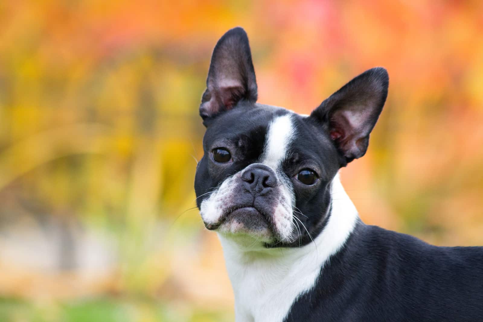 Boston Terrier hembra