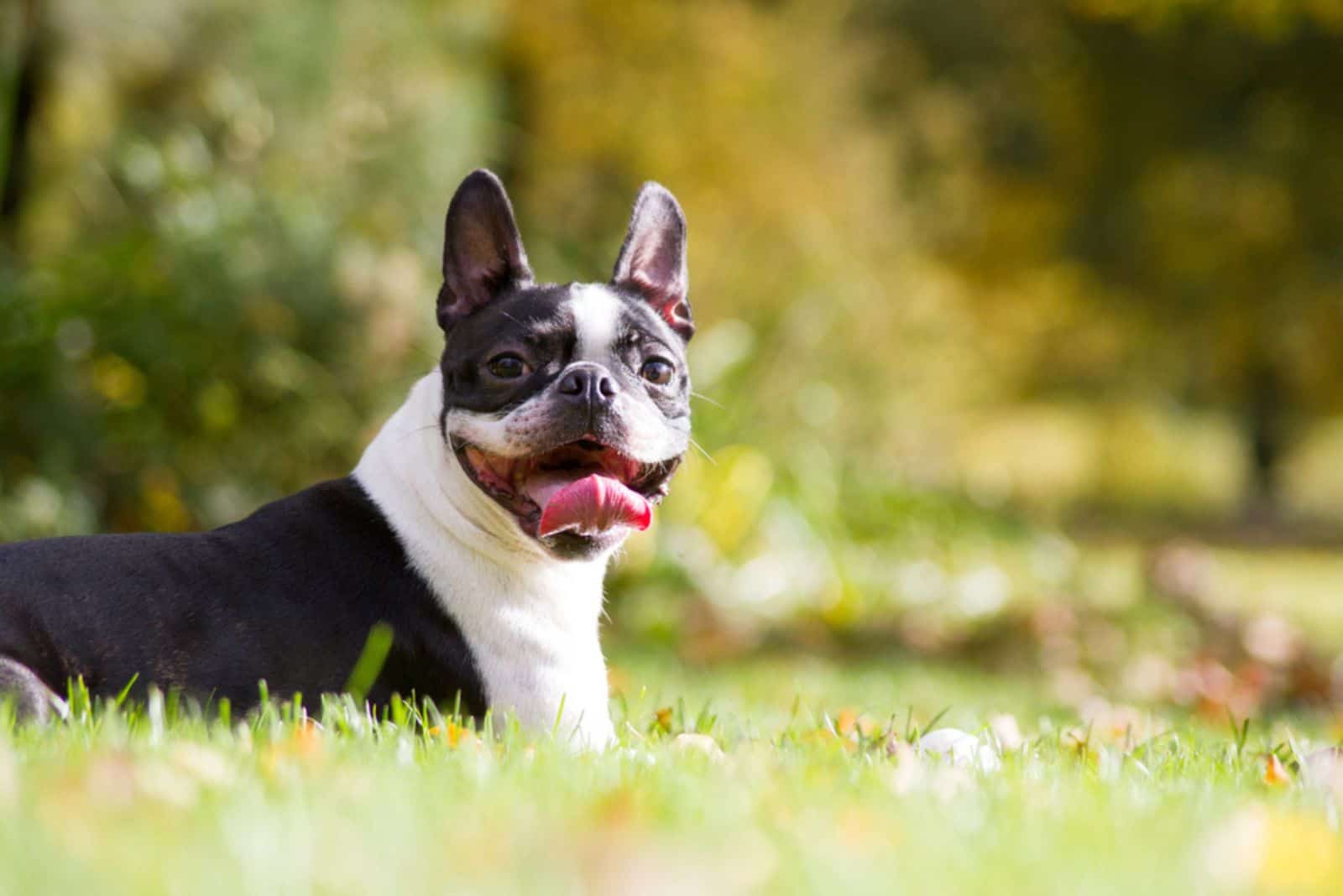 Boston Terrier posando en el parque