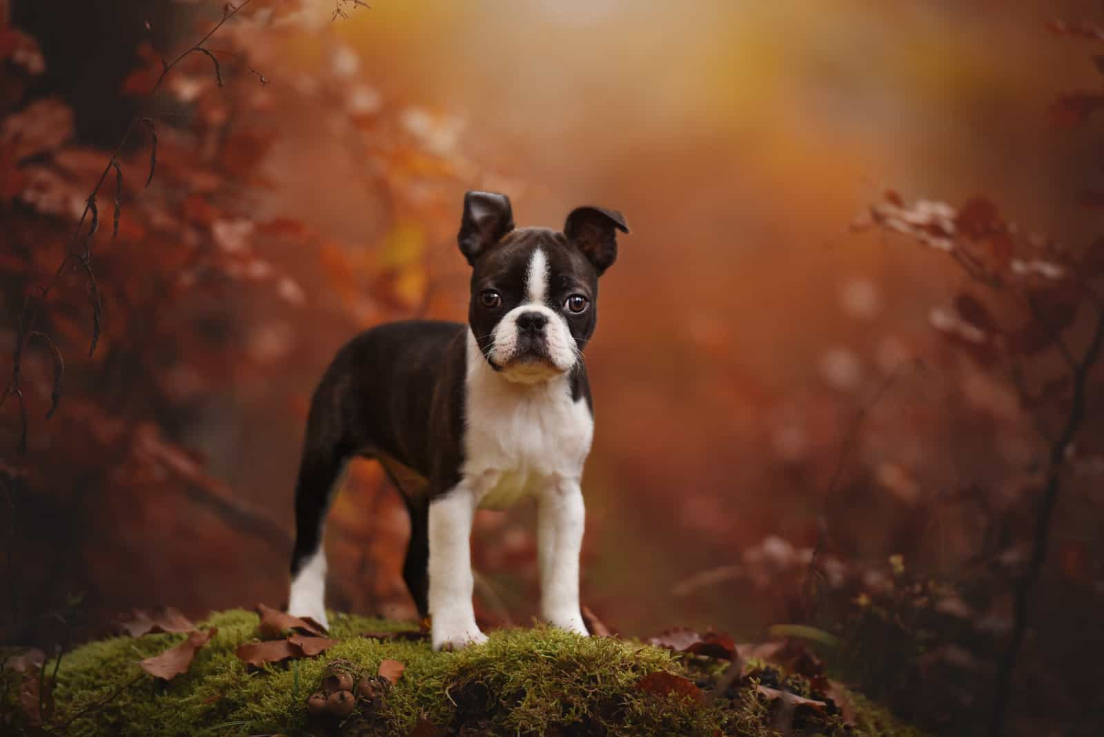 Cachorro de Boston Terrier en otoño