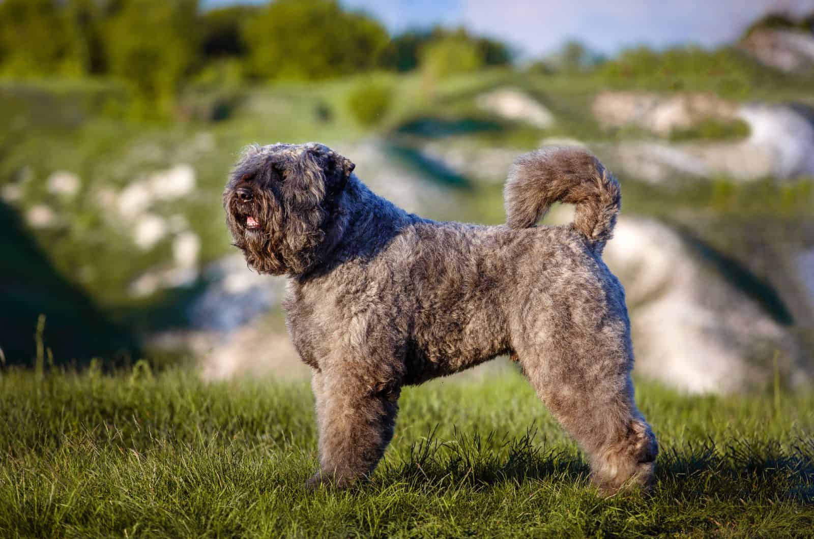 Bouvier de Flandes