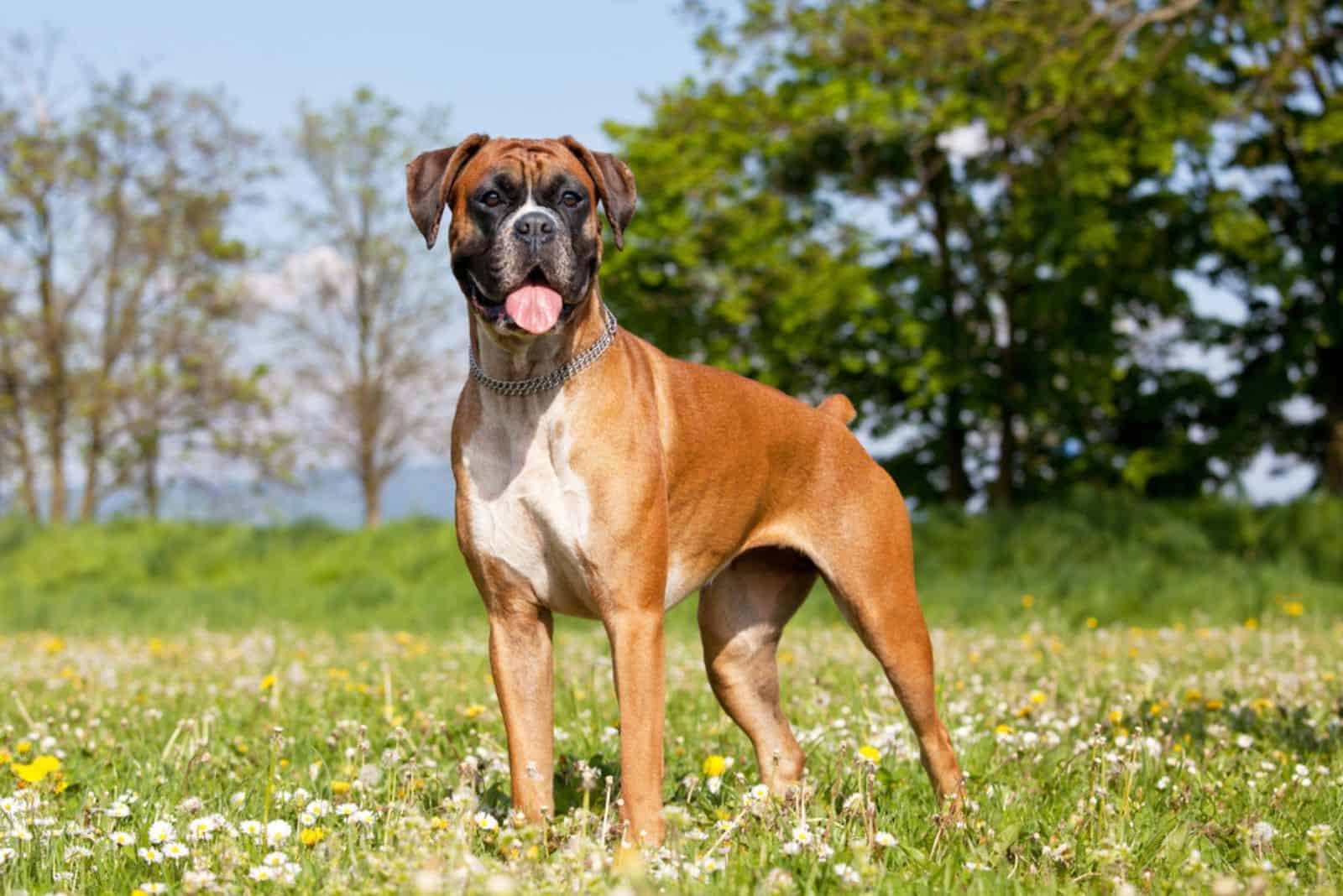 Perro Boxer parado en el prado con la lengua afuera