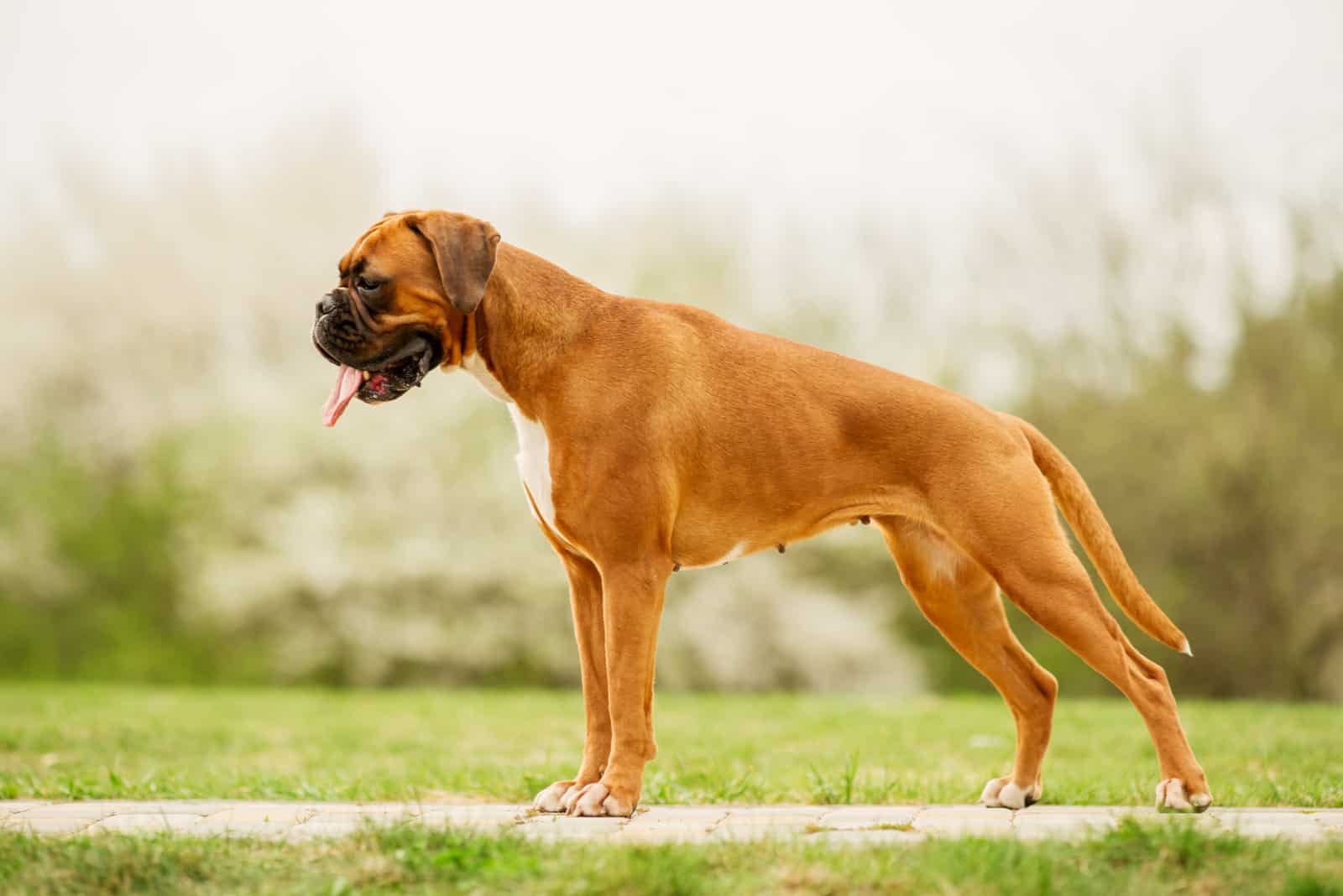 Perro Boxer de pie sobre la hierba afuera