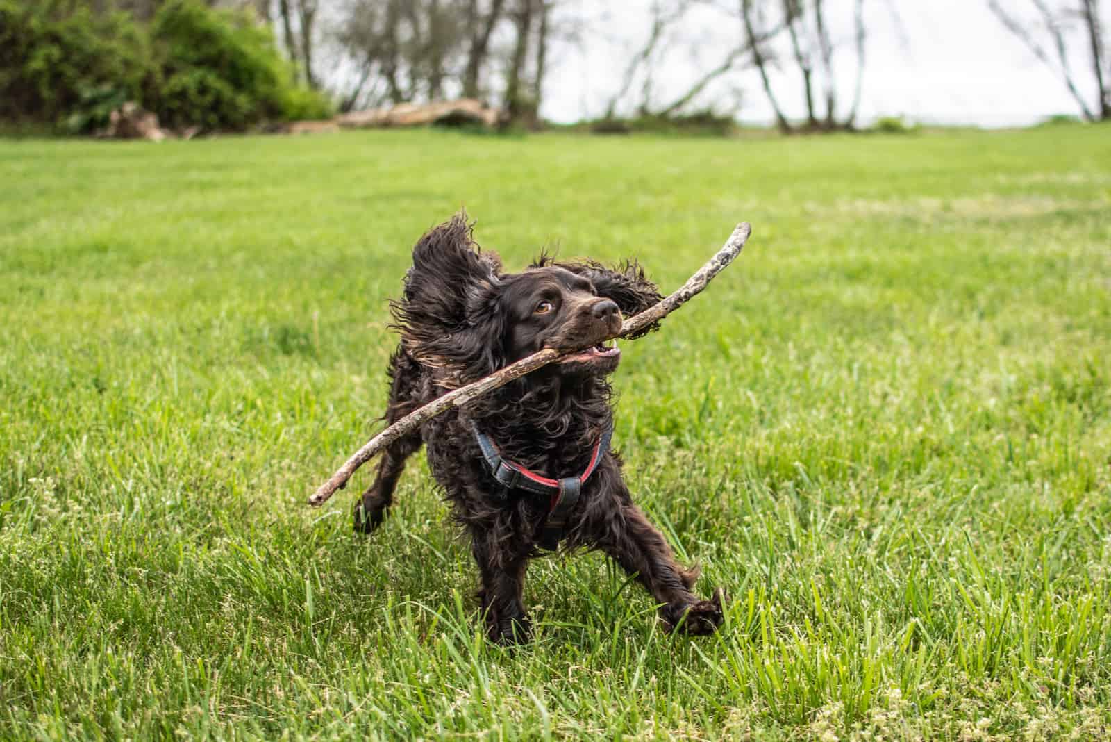 Perro mascota boykin spaniel feliz jugando con un palo