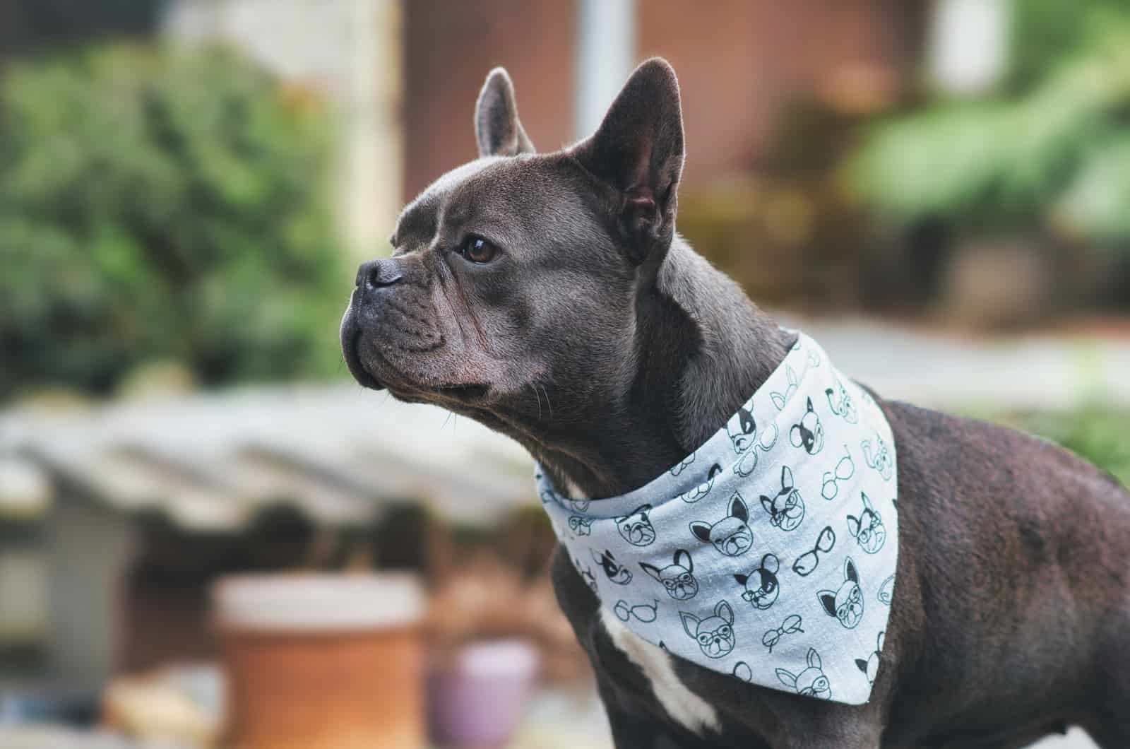 Perro brachycephálico parado afuera