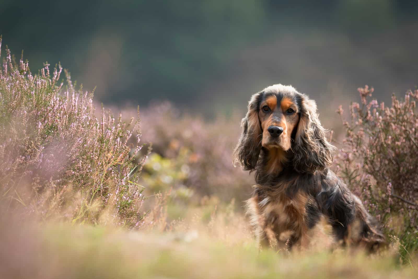 Brauner Cocker Spaniel en un campo con brezo púrpura