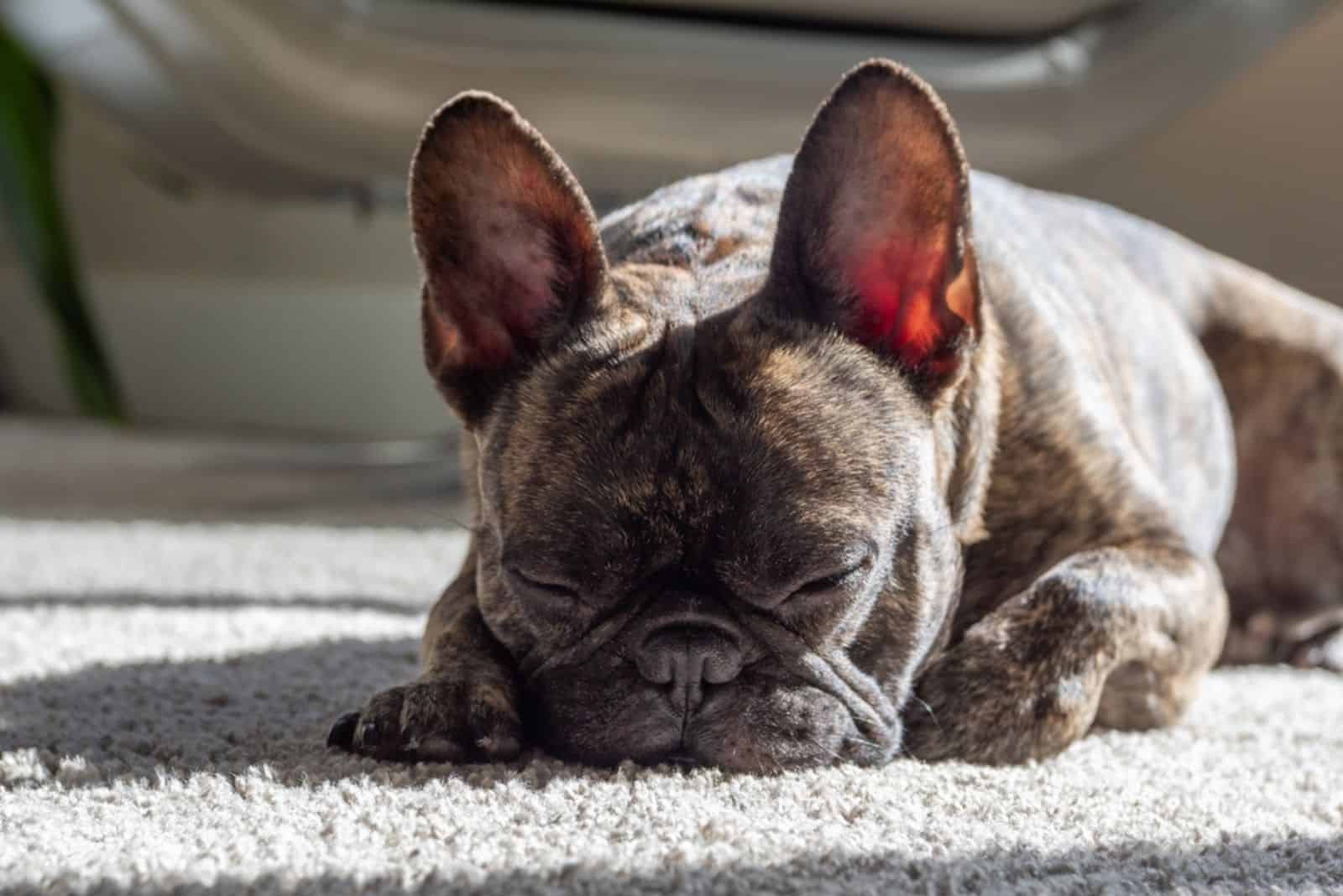 Bulldogs Franceses Atigrados