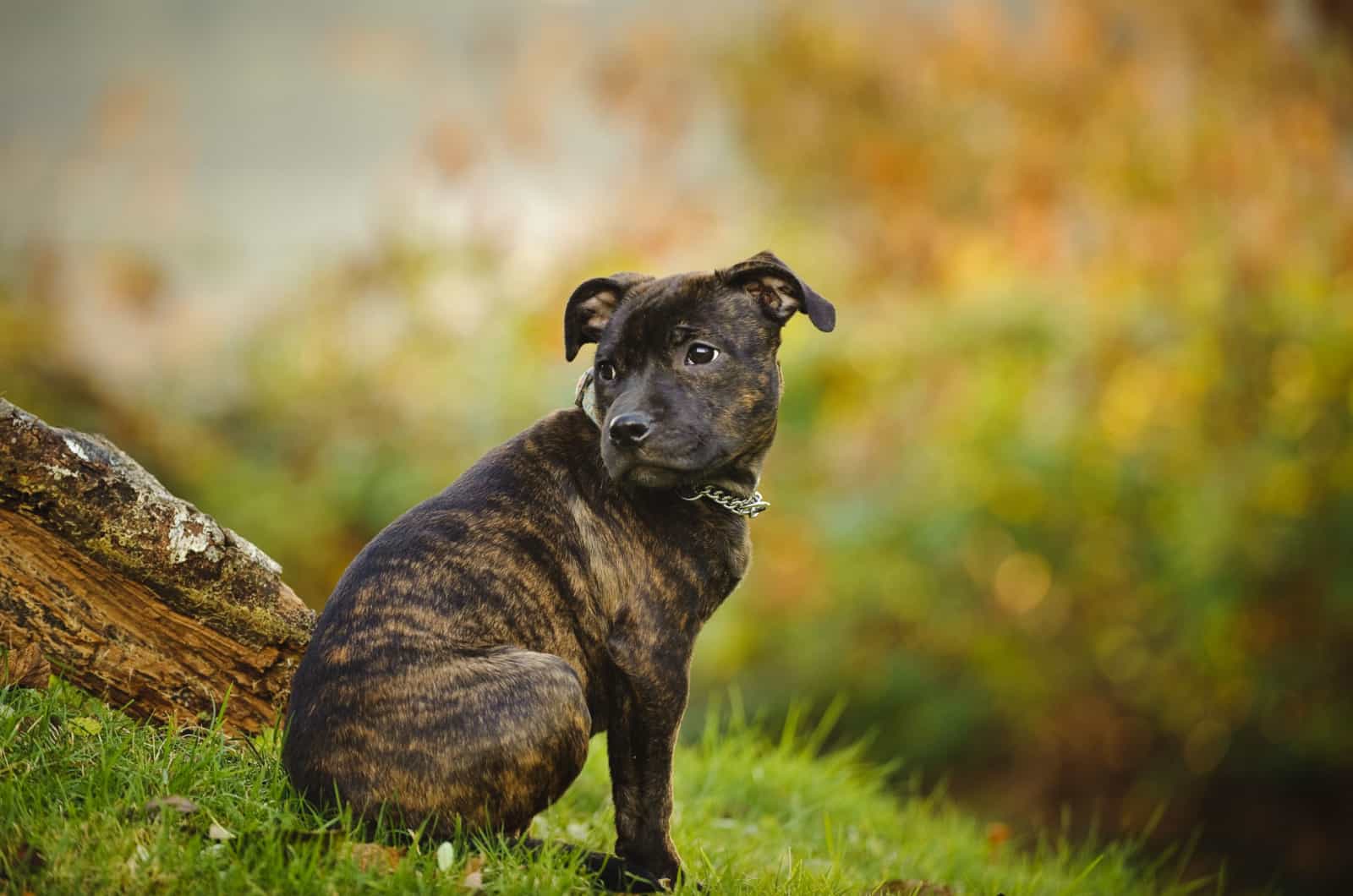 Staffordshire Bull Terrier Brindle