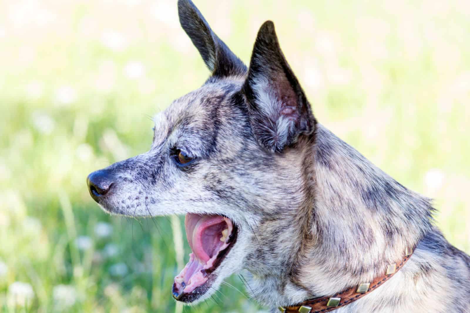 Perro atigrado bosteza poderosamente