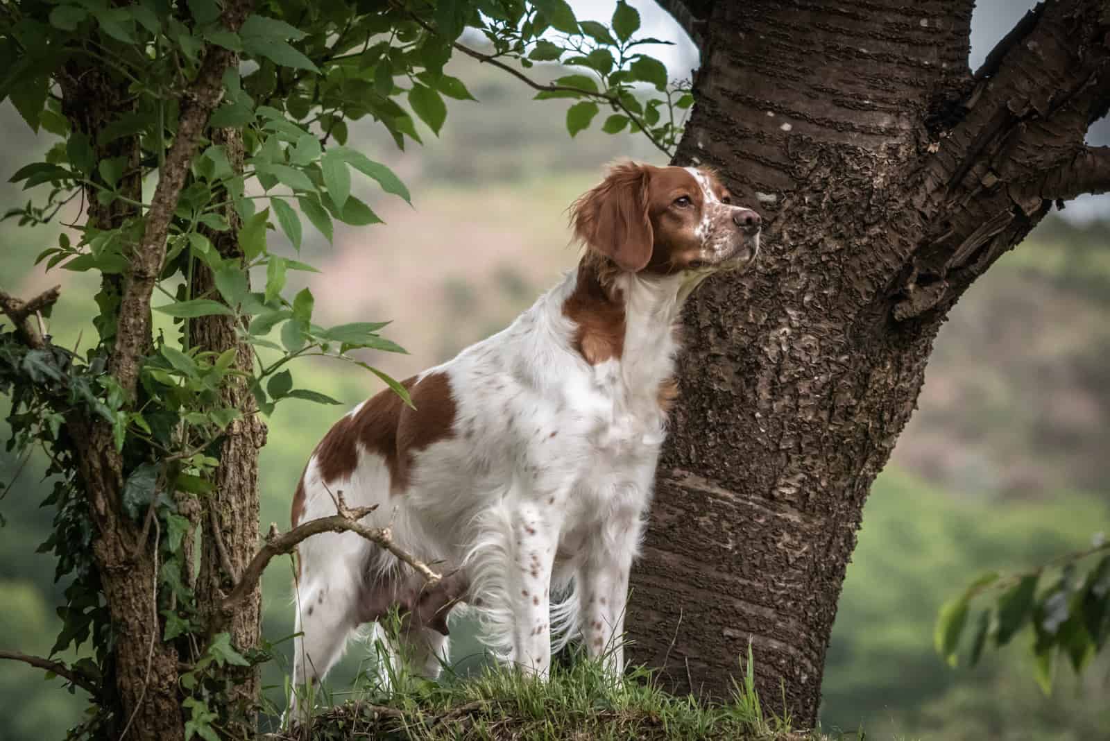 Brittany Spaniel parado junto a un árbol